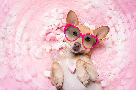 情人节的结婚狗 在爱的智慧起来了 小狗 床图片