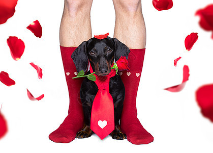情人节的结婚狗相爱 相思 花瓣 腊肠犬 丘比特 动物图片