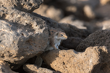 在西班牙的石头背景上 种可爱的非洲小野松鼠 加那利群岛 野生动物图片