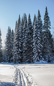 穿过冬天的森林 美丽的冬天风景 笑声 雪 季节图片