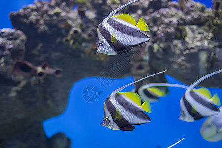 珊瑚和珊瑚礁背景的特热带鱼类 一大批条状水族馆按摩 条纹 富豪图片