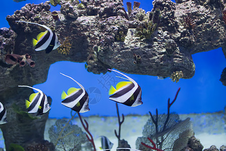 珊瑚和珊瑚礁背景的特热带鱼类 一大批条状水族馆按摩 旅行 偶像图片
