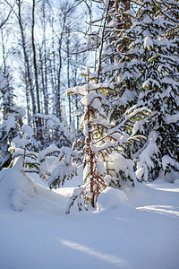 冬天路在雪林中 沿路长树高 雪堆 冰 场景 寒冷的图片