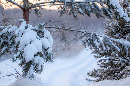 穿过冬天的森林 美丽的冬天风景 笑声 季节 蓝色的图片