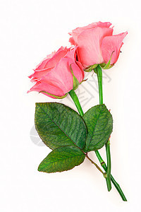 白色背景上的粉红玫瑰被孤立图片