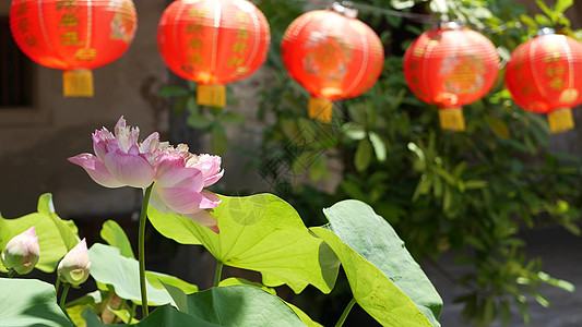 新年灯笼荷花在阳光明媚的日子里 在东方国家多汁的绿色植物之间 寺庙院子里挂着红纸灯笼 中国传统新年装饰 绿色叶子的粉红色莲花作为佛教的象征背景