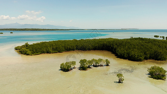 菲律宾Palawan 珊瑚礁上的红树林 菲律宾 巴拉望岛 海图片