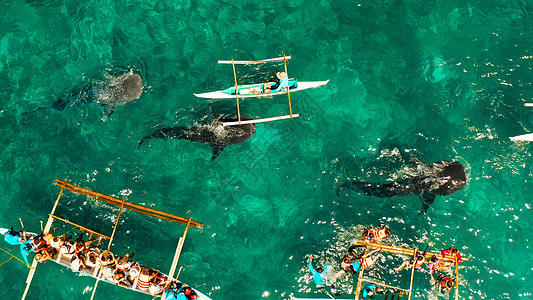 b 菲律宾宿务岛的奥斯陆鲸鲨观察 自然 鸟瞰图图片