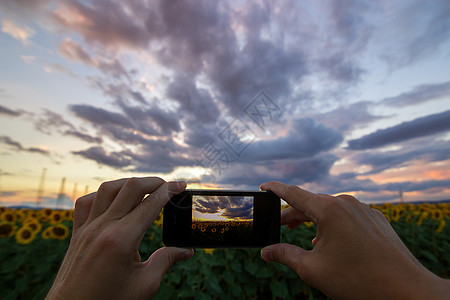 使用手机拍摄美向向日葵场照片高清图片