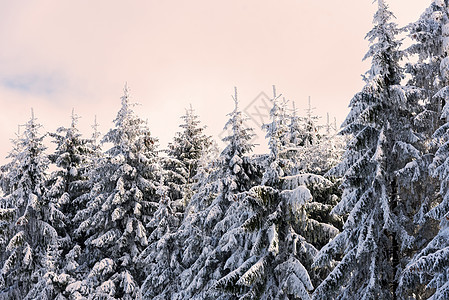 日出时山上多姿多彩的冬天清晨 仙境 降雪 森林图片