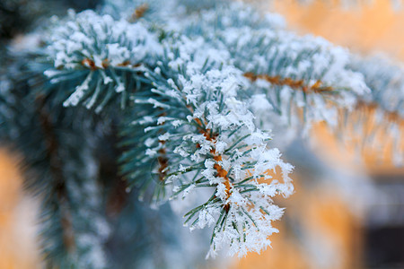 在阳光明媚的冬季日照耀着绿树枝 覆盖着积雪和雪花 假期 自然图片