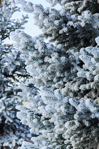 在阳光明媚的冬季日照耀着绿树枝 覆盖着积雪和雪花 美丽 松树图片