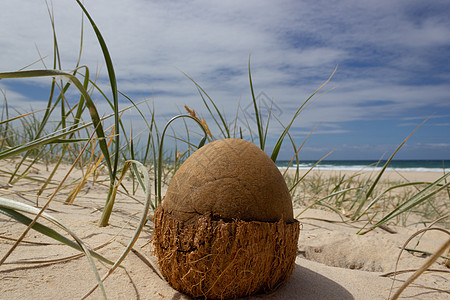 在彩虹海滩 皇后区 澳洲的海滩上露天椰子 椰子看起来像恐龙蛋 加勒比 天空图片
