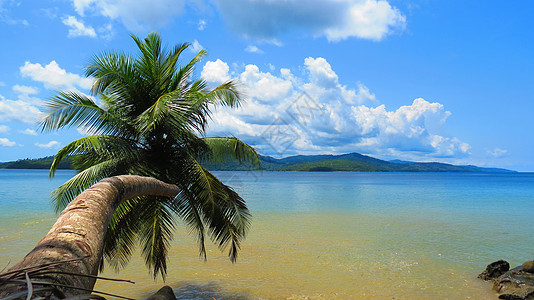 印度安达曼和尼科巴尔群岛的布莱尔港岛反对斜椰子树图片