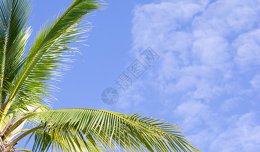 椰子棕榈树 美丽的热带 天空和云彩 复古的 海景图片