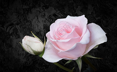 黑色背景上有叶子的紫色粉红色玫瑰 花朵 花框背景图片