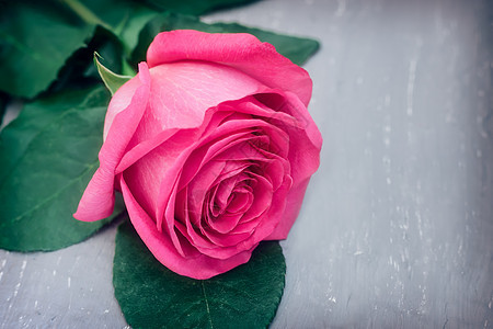 露丝粉红色玫瑰 有叶子在光线背景上 假期 绿色的背景图片
