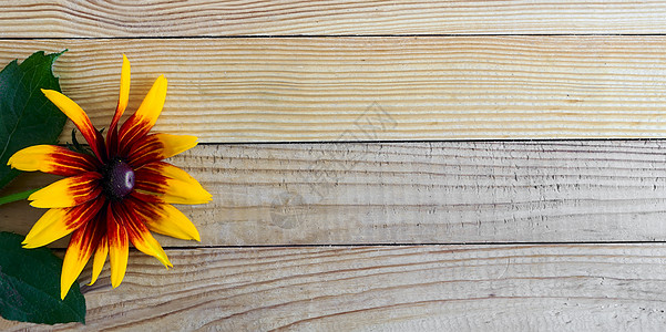 美丽的花朵对着浅木头的裸露 乡村 桌子 天 植物图片