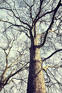 股票摄影图片 公园 自然 树干 寒冷的 季节 绘画 霜图片