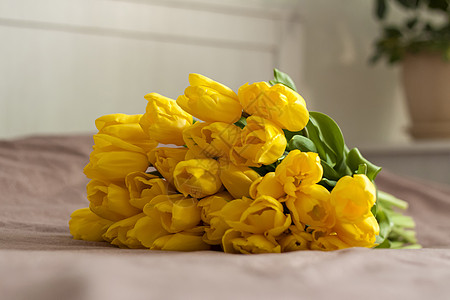 床上有一束黄色的郁金香 新鲜的郁金香花束 在卧室内部的春天花 春天或假期的概念 3 月 8 日 国际妇女节 情人节 植物群图片