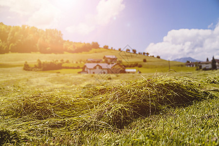 农业干草概念 在田地上紧贴新鲜移动干草 天图片
