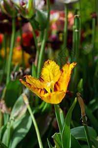 春天花朵盛开的美丽多彩的郁金香 开花 植物群 花的图片