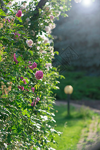 玫瑰花在玫瑰花园中开花 在模糊的玫瑰背景上 爱 公园图片