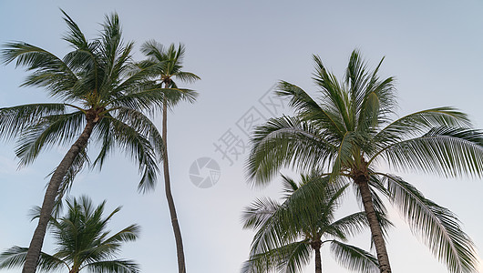 热带椰子棕榈树再次照亮蓝天和阳光 美丽的 叶子图片