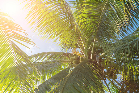 在日落天空火光和蓝天背景的热带棕榈椰子树 水 夏天图片