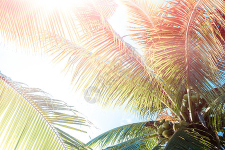 在日落天空火光和蓝天背景的热带棕榈椰子树 树木 海图片