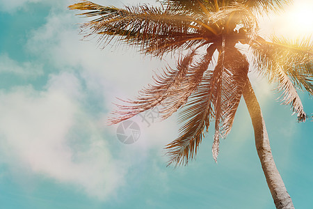 在日落天空火光和蓝天背景的热带棕榈椰子树 水 旅行图片
