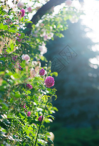 玫瑰花在玫瑰花园中开花 在模糊的玫瑰背景上 绽放 夏天图片