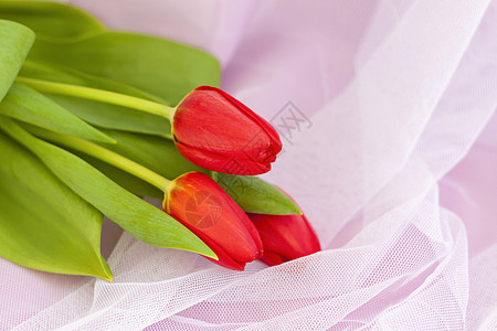 织物粉红色背景上的红色郁金香特写 春天的心情 母亲节或妇女节情人节的春季贺卡 礼物 红色的图片