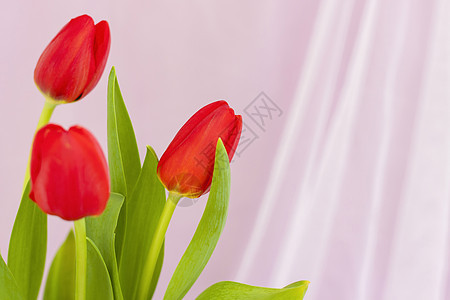 织物粉红色背景上的红色郁金香特写 春天的心情 母亲节或妇女节情人节的春季贺卡 礼物 白色的图片