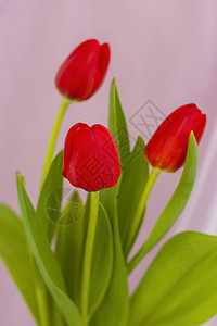 织物粉红色背景上的红色郁金香特写 春天的心情 母亲节或妇女节情人节的春季贺卡 爱 白色的图片
