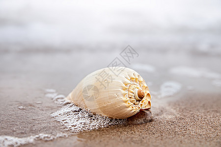 沙滩上的贝壳 季节 假期 海 海浪 海洋 宁静图片