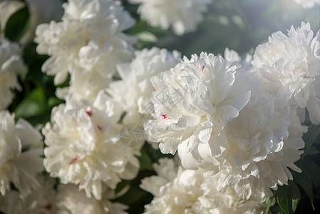 粉红和白色花朵 花在背景的粉红花朵上 天图片