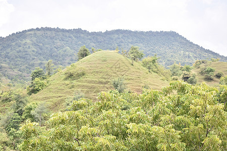 夏季风景 山地景观 森林和绿草原图片