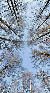 冬树顶部看日落时仰望的冬季树 底观树木 蓝天空 小龙虾 森林抽象背景 闪光 融化图片