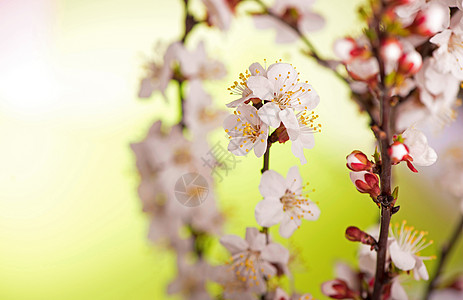 有花和叶子的杏树枝 在泉源的园圃中 春天 朵朵图片