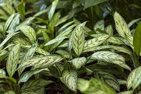 春天花园里有的花坛 热带植物“”或“银王” 又称“中国常青树” 植物群 环境图片