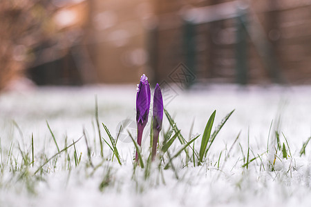 前院的雪泉春天 雪中的花朵 克罗库斯 假期图片