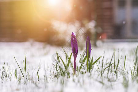 前院的雪泉春天 雪中的花朵 克罗库斯 春天的第一天图片