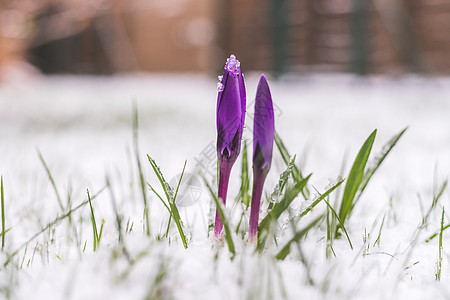 前院的雪泉春天 雪中的花朵 克罗库斯 生长图片