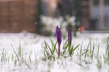 前院的雪泉春天 雪中的花朵 克罗库斯 冬天来临图片