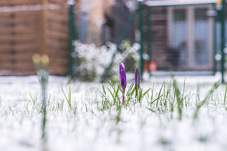 前院的雪泉春天 雪中的花朵 克罗库斯 空闲时间图片