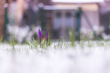 前院的雪泉春天 雪中的花朵 克罗库斯 公园草地图片