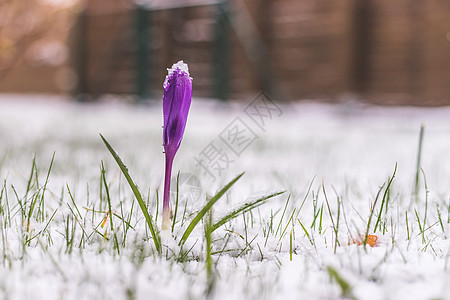 前院的雪泉春天 雪中的花朵 克罗库斯 生长图片