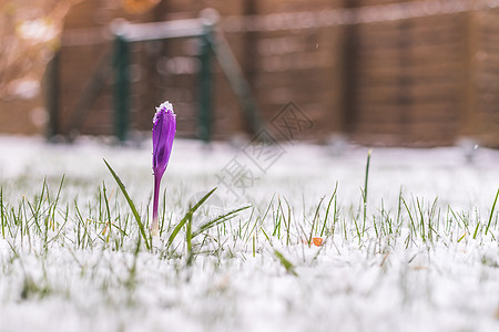 前院的雪泉春天 雪中的花朵 克罗库斯 田园风光图片