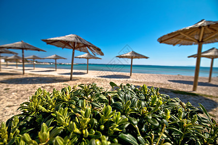 浮游海滩和雨伞风景 维尔岛 遮阳棚 天堂 海岸 达尔马提亚图片